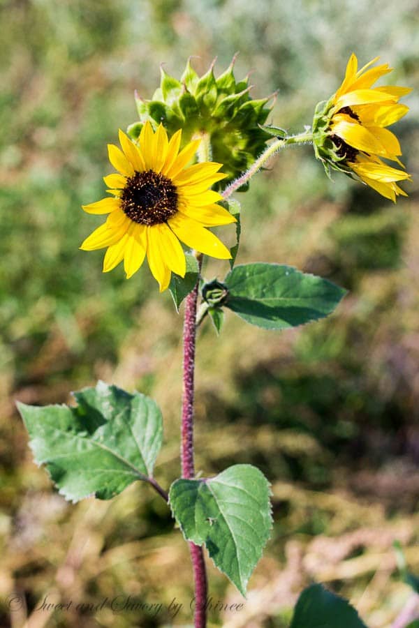 Afternoon Walk- Ranch- My sunflowers