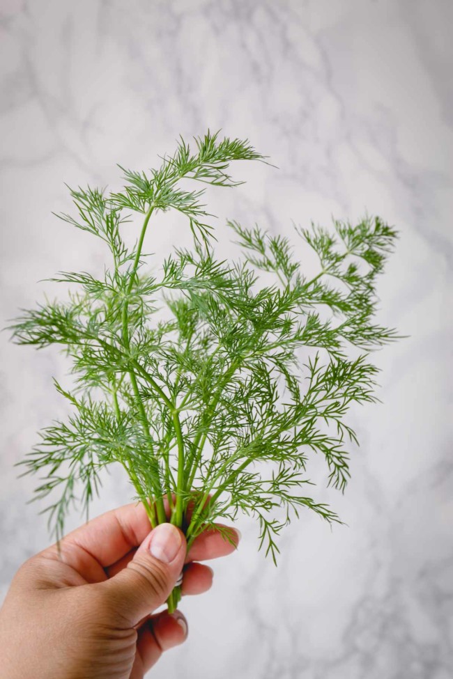 A bunch of fresh dill held in one hand.