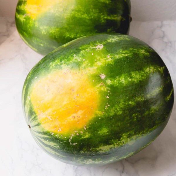 2 whole watermelons with bright yellow field spot.