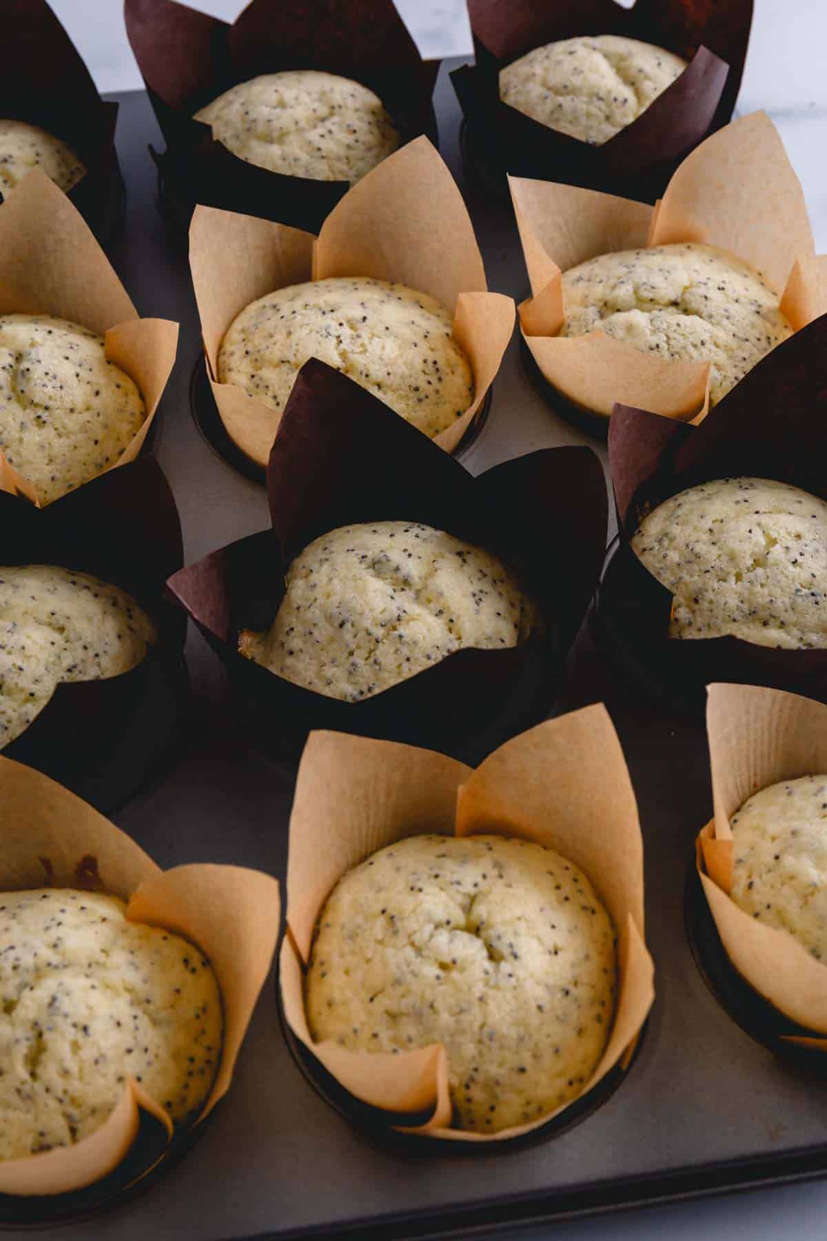 Baked lemon poppy seed muffins in a muffin tin.